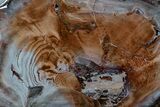 Wide Brilliant Red-Orange and White Petrified Wood Table #382226-1